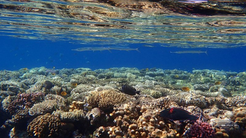 Красное море риф шарм эль шейх