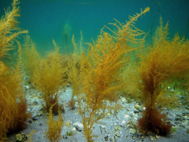 Саргассово море водоросли