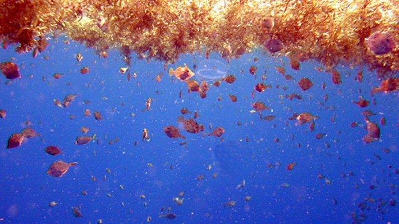 Саргассово море под водой