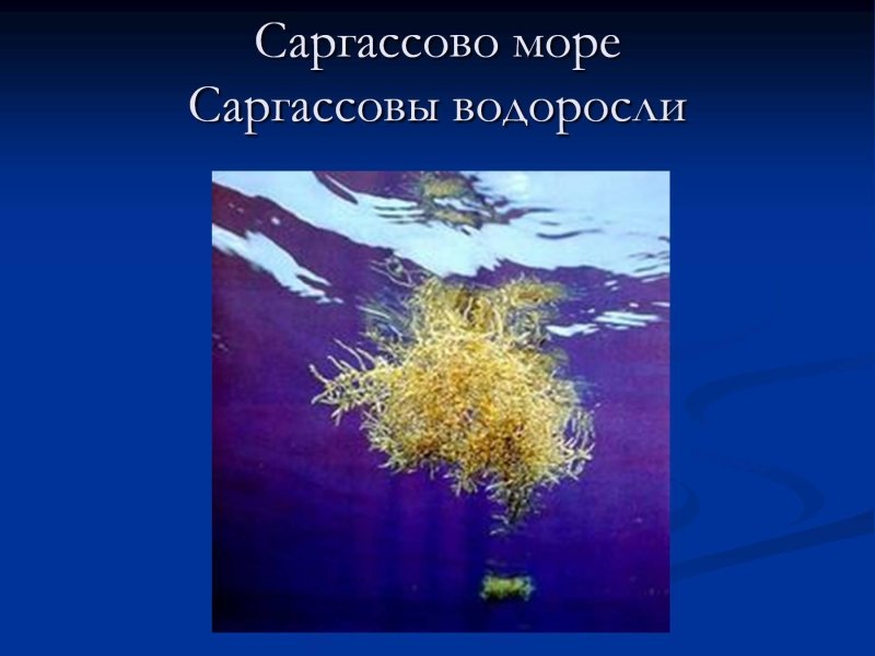 Саргассово море водоросли