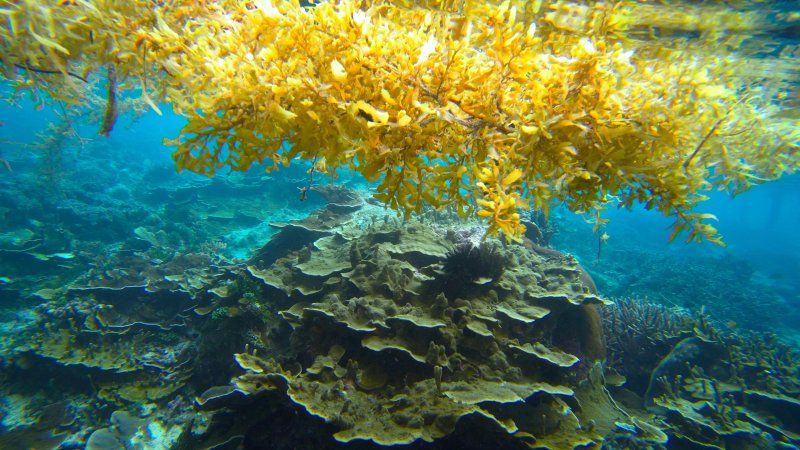 Саргассово море водоросли