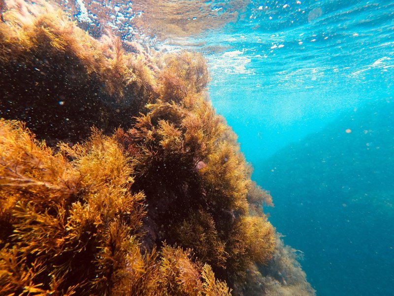 Водоросли в черном море