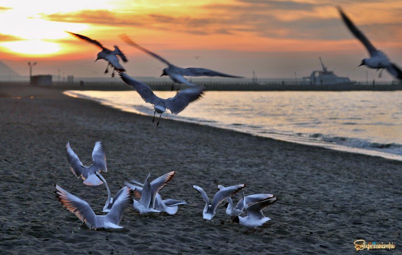 Чайка азовское море