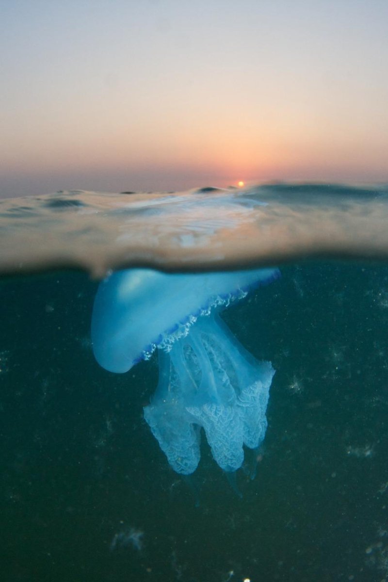 Голубая медуза в черном море