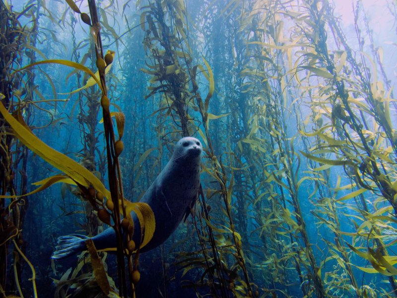 Саргассово море под водой