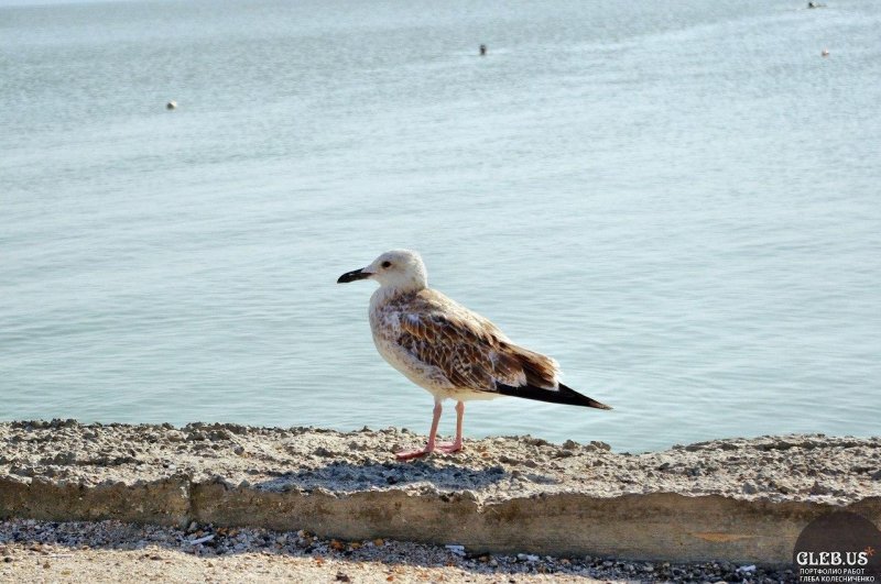 Чайка азовское море