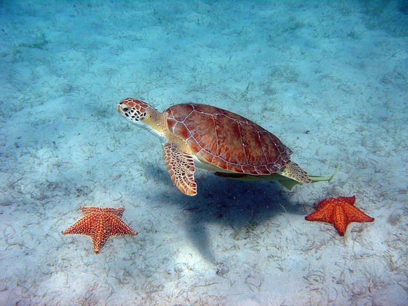 Черепаха в красном море