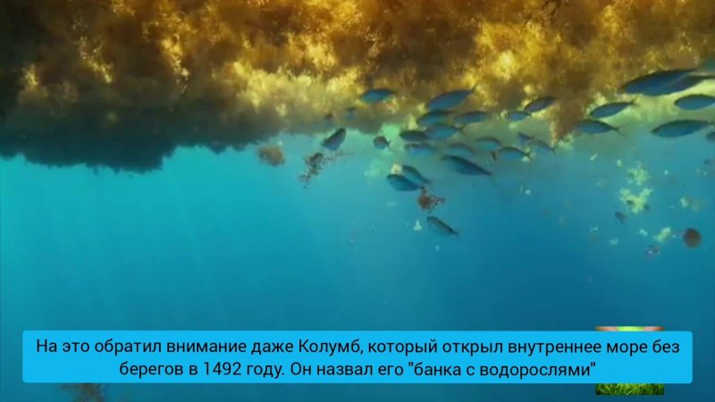 Саргассово море под водой