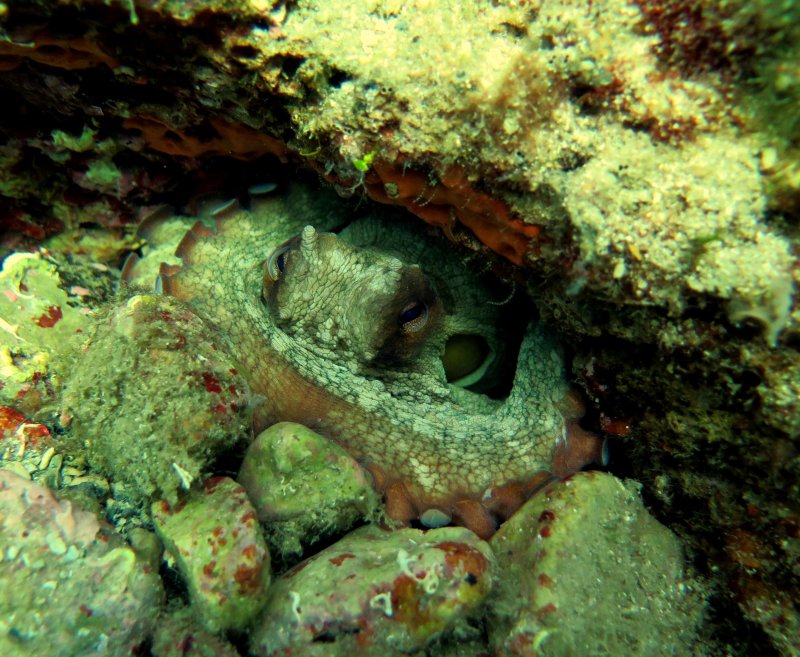 Адриатическое море подводный мир