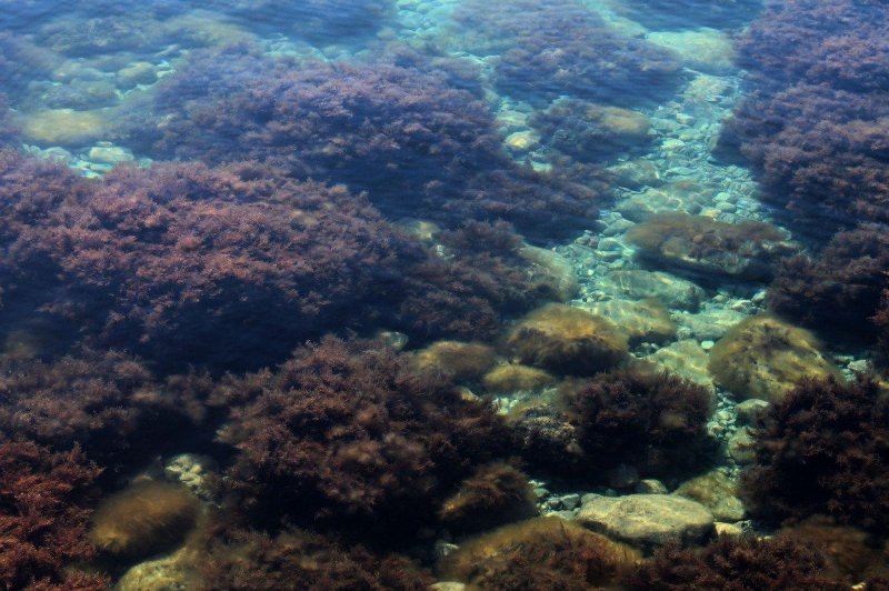 Саргассово море под водой