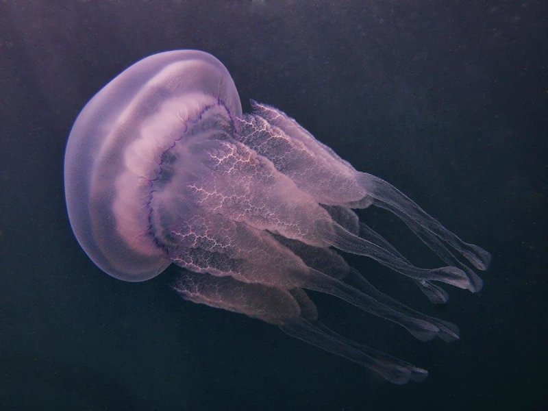 Аурелия медуза в черном море