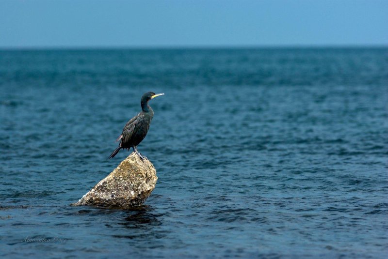 Баклан балтийское море