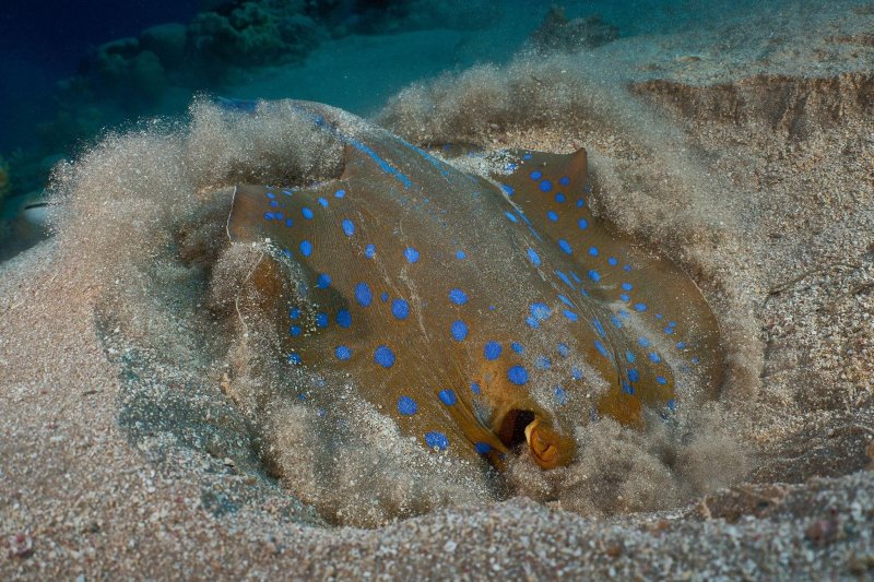 Скат хвостокол красное море