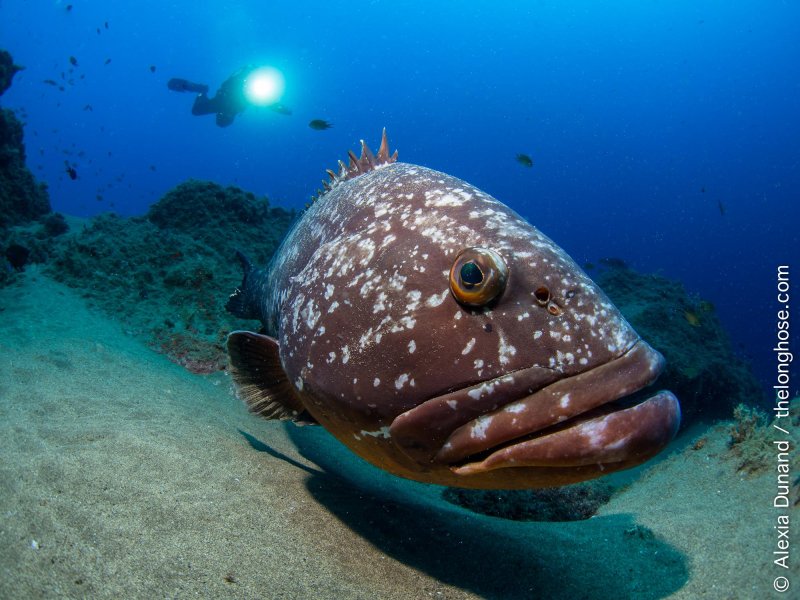 Рыба групер красное море