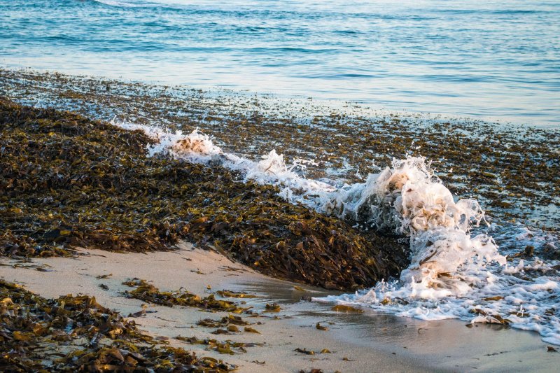 Водоросли в черном море