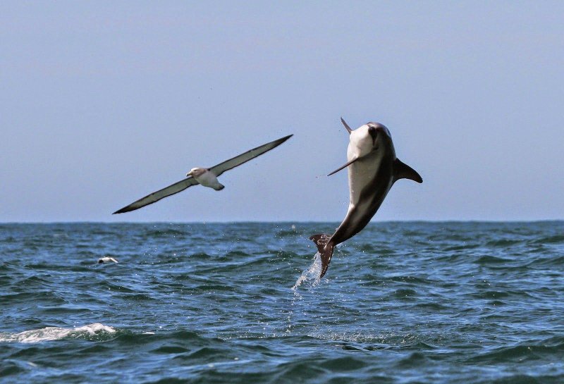 Альбатрос море