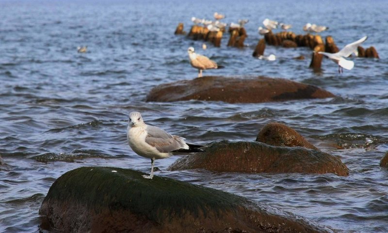 Баклан балтийское море