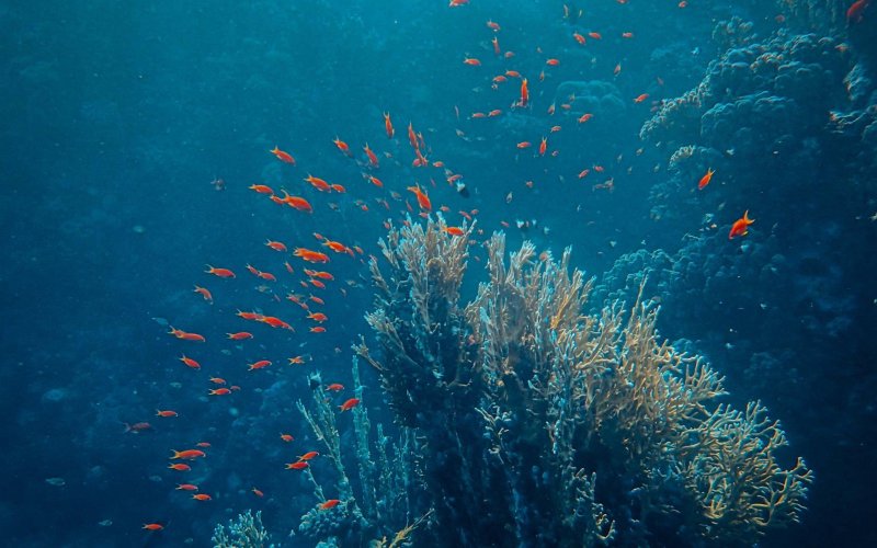 Средиземное море подводный мир