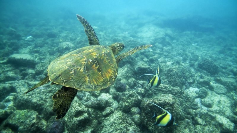 Морские черепахи в красном море