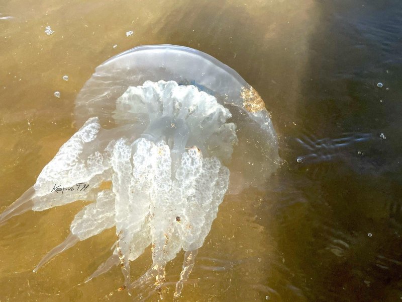 Медуза корнерот в азовском море