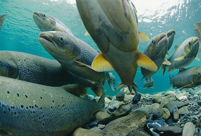 Балтийское море рыбалка