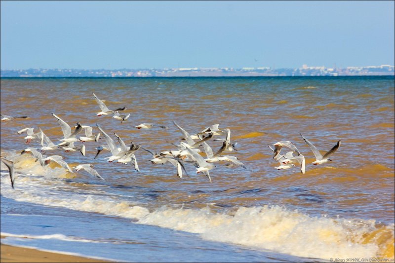 Чайка азовское море