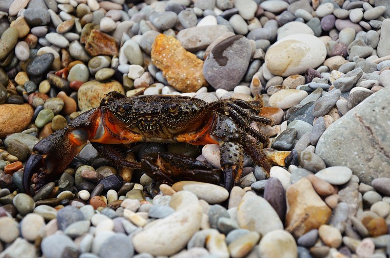 Краб краснюк черное море