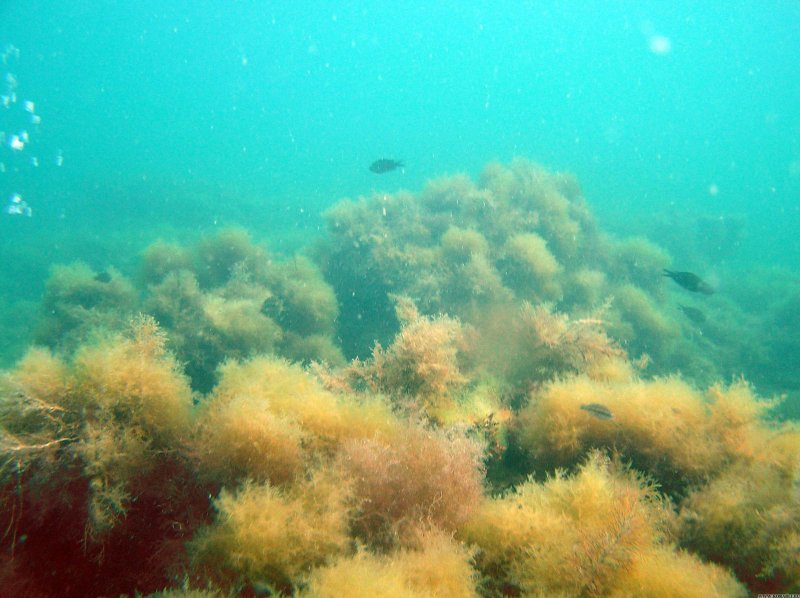 Водоросли в черном море