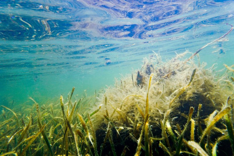 Водоросли в море