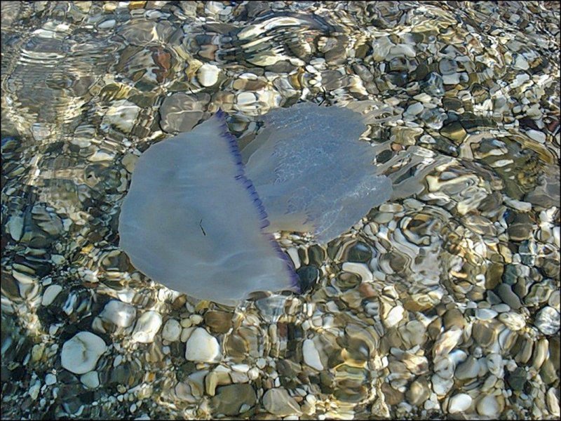 Голубая медуза в черном море