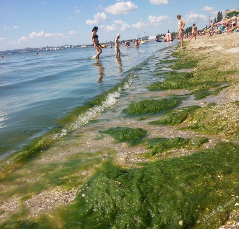 Водоросли в черном море