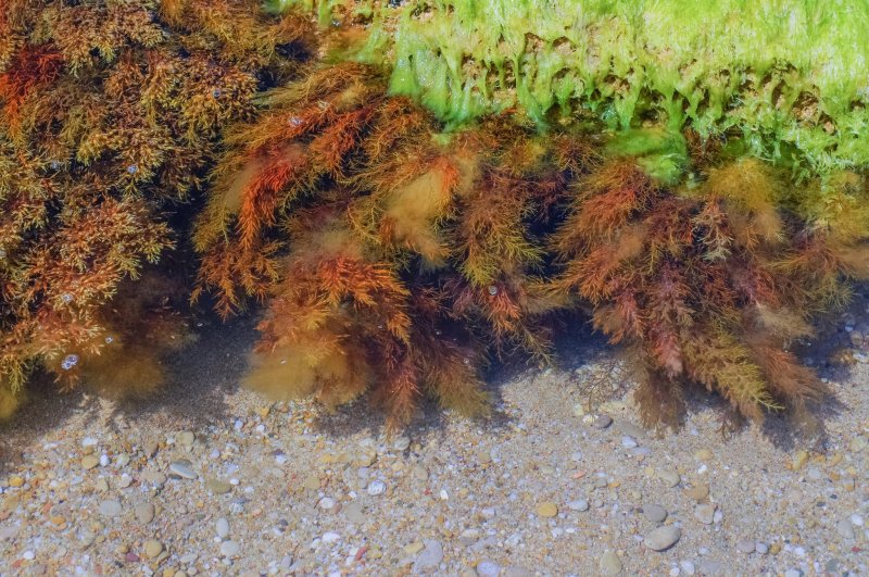 Водоросли в черном море