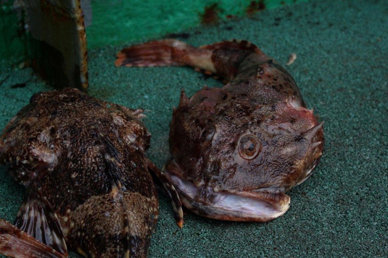 Морской черт в баренцевом море