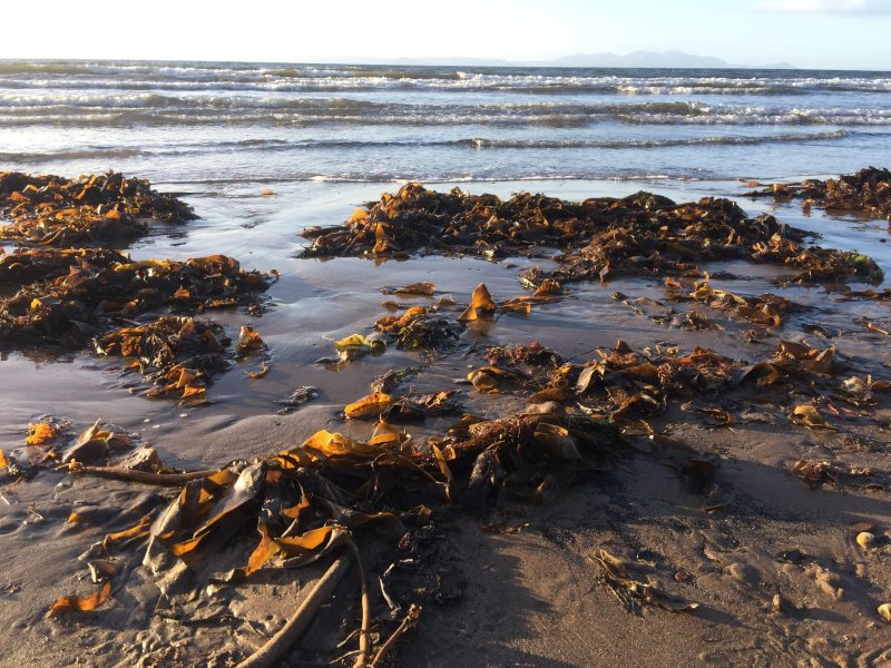 Водоросли в черном море