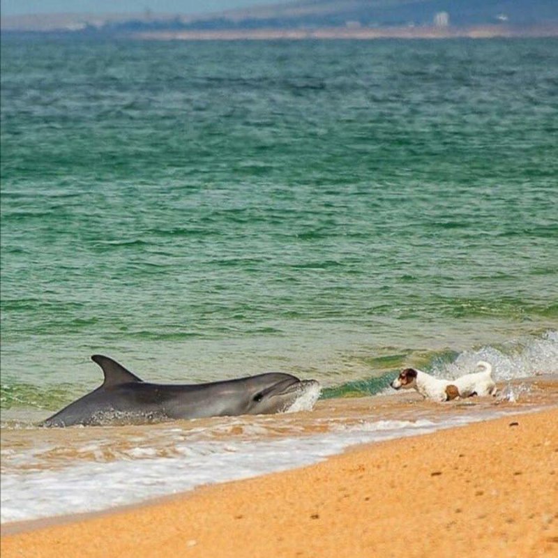 Черное море анапа дельфины