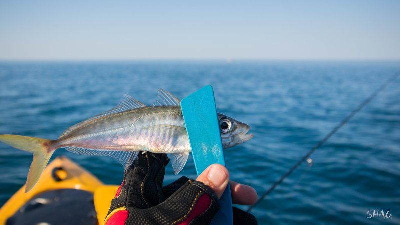 Морская рыбалка черное море