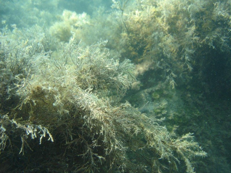 Водоросли в черном море