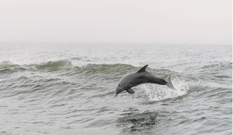 Дельфин в черном море