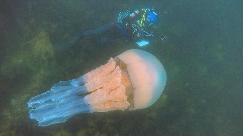 Медуза корнерот в черном море