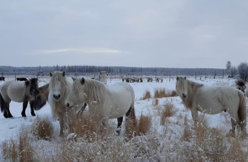 Плейстоценовый парк якутия