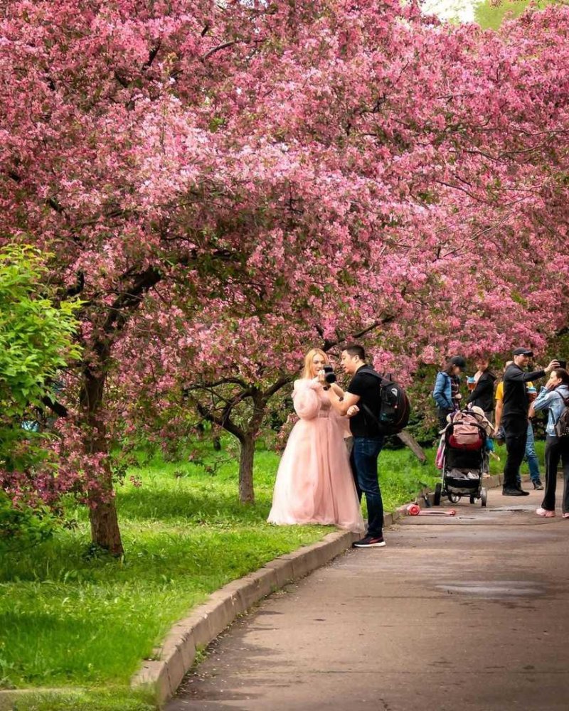 Екатерининский парк сакура