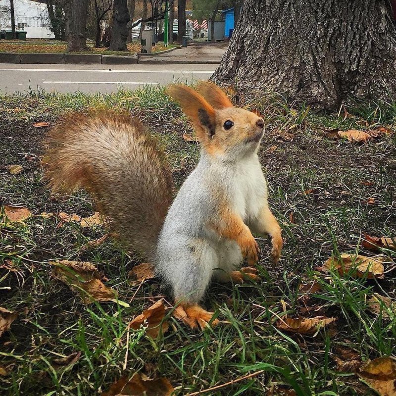 Павловский парк белки