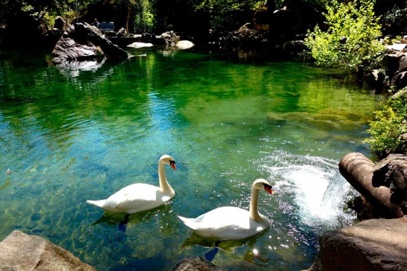 Алупкинский парк лебединое озеро