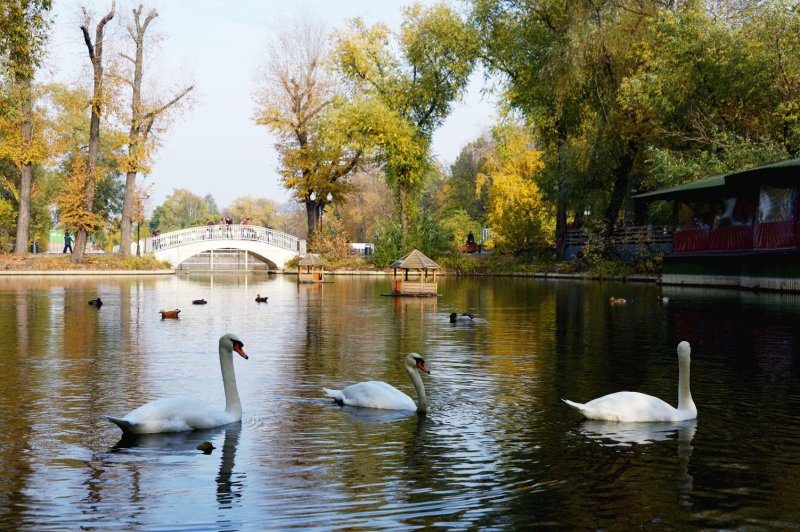 Лебединое озеро парк горького