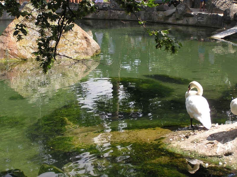 Алупкинский парк лебединое озеро