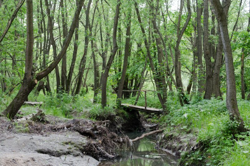 Ландшафтный парк шмелевский ручей