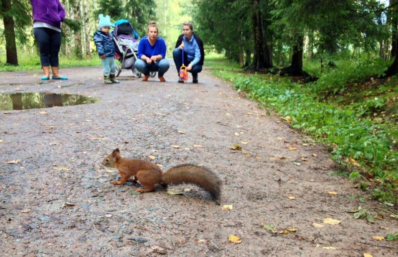 Павловский парк белки