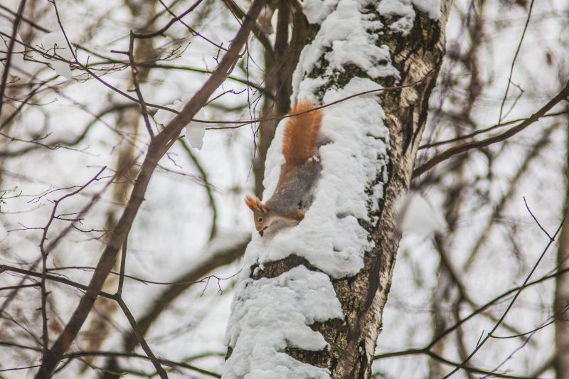 Павловский парк белки