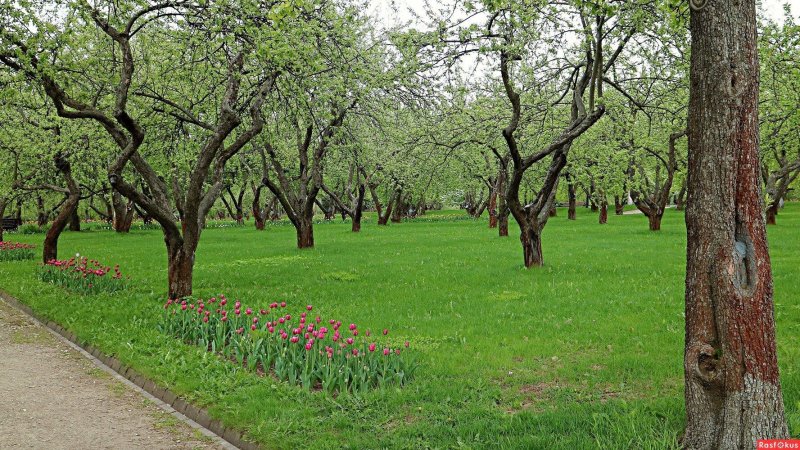 Парк коломенское яблоневый сад