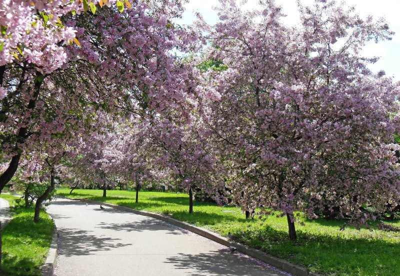 Екатерининский парк сакура